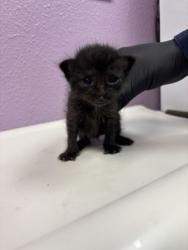 Shelter Stray Unknown Cat last seen Near La Luz, CITY of El Paso, TX, 5001 Fred Wilson Ave, El Paso, TX 79906, USA