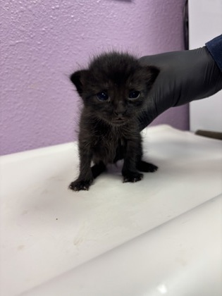 Shelter Stray Unknown Cat last seen Near La Luz, CITY of El Paso, TX, 5001 Fred Wilson Ave, El Paso, TX 79906, USA