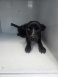 Shelter Stray Female Dog last seen Near Florida ave, Atlanta, GA, 1251 Fulton Industrial Blvd NW, Atlanta, GA 30336, USA
