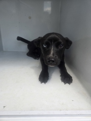 Shelter Stray Female Dog last seen Near Florida ave, Atlanta, GA, 1251 Fulton Industrial Blvd NW, Atlanta, GA 30336, USA