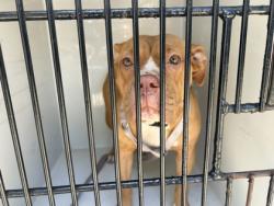 Shelter Stray Female Dog last seen Near Haven St., Atlanta, GA, 1251 Fulton Industrial Blvd NW, Atlanta, GA 30336, USA