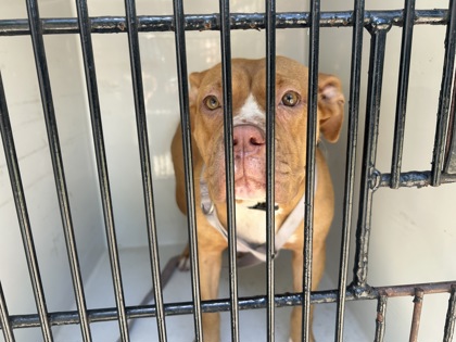 Shelter Stray Female Dog last seen Near Haven St., Atlanta, GA, 1251 Fulton Industrial Blvd NW, Atlanta, GA 30336, USA