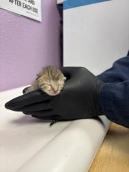 Shelter Stray Unknown Cat last seen Near MONTE SANDERS, CITY of El Paso, TX, 5001 Fred Wilson Ave, El Paso, TX 79906, USA