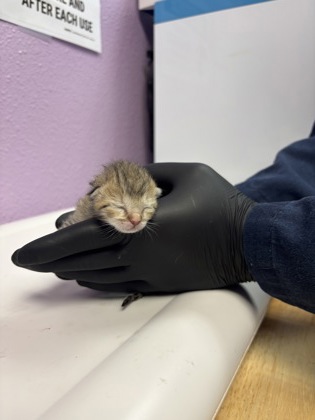 Shelter Stray Unknown Cat last seen Near MONTE SANDERS, CITY of El Paso, TX, 5001 Fred Wilson Ave, El Paso, TX 79906, USA