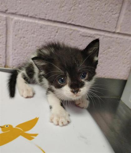 Shelter Stray Female Cat last seen Near Dyer, CITY of El Paso, TX, 5001 Fred Wilson Ave, El Paso, TX 79906, USA