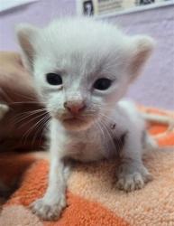Shelter Stray Male Cat last seen Near Mobile, CITY of El Paso, TX, 5001 Fred Wilson Ave, El Paso, TX 79906, USA