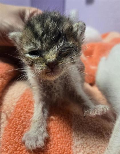 Shelter Stray Male Cat last seen Near Mobile, CITY of El Paso, TX, 5001 Fred Wilson Ave, El Paso, TX 79906, USA
