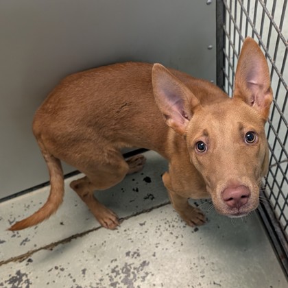 Shelter Stray Female Dog last seen Near E BROCKWOOD DR, Valdosta-31602, GA, 337 Gil Harbin Industrial Blvd, Valdosta, GA 31601, USA