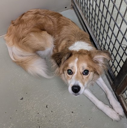 Shelter Stray Female Dog last seen NORMAN DR, Valdosta-31601, GA, 337 Gil Harbin Industrial Blvd, Valdosta, GA 31601, USA