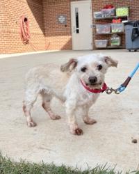 Shelter Stray Female Dog last seen Fairfax,VA.22030 Arrowhead Cir/Arrowhead Dr, Fairfax County, VA, 4500 West Ox Rd, Fairfax, VA 22030, USA