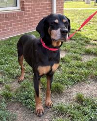 Shelter Stray Female Dog last seen Alexandria VA 22309, VillageGreenCt & SacramentoDr, Fairfax County, VA, 4500 West Ox Rd, Fairfax, VA 22030, USA