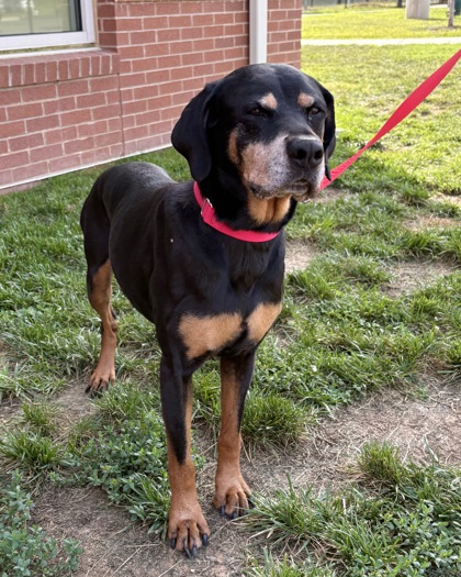 Shelter Stray Female Dog last seen Alexandria VA 22309, VillageGreenCt & SacramentoDr, Fairfax County, VA, 4500 West Ox Rd, Fairfax, VA 22030, USA