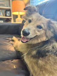 Shelter Stray Female Dog last seen Near Candler Rd, Decatur, GA 30034, 30034, GA, 3280 Chamblee Dunwoody Rd, Chamblee, GA 30341, USA