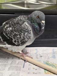Shelter Stray Unknown Pigeon last seen Lorton, VA, 22079, Ox Rd &Occoquan Rgnl Pk Rd, Fairfax County, VA, 4500 West Ox Rd, Fairfax, VA 22030, USA