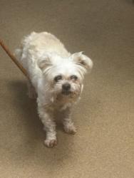 Shelter Stray Male Dog last seen Near Gateway Blvd Stone Mountain, 30087, 30087, GA, 3280 Chamblee Dunwoody Rd, Chamblee, GA 30341, USA