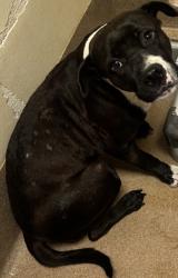 Shelter Stray Female Dog last seen Near Cedar Ridge Trail Stone Mountain, 30083, 30083, GA, 3280 Chamblee Dunwoody Rd, Chamblee, GA 30341, USA