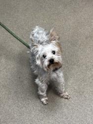 Shelter Stray Male Dog last seen Near S Deshon Rd, Lithonia, GA 30058, 30058, GA, 3280 Chamblee Dunwoody Rd, Chamblee, GA 30341, USA