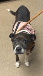 Shelter Stray Female Dog last seen Near English Oak Dr, 30340, GA, 3280 Chamblee Dunwoody Rd, Chamblee, GA 30341, USA
