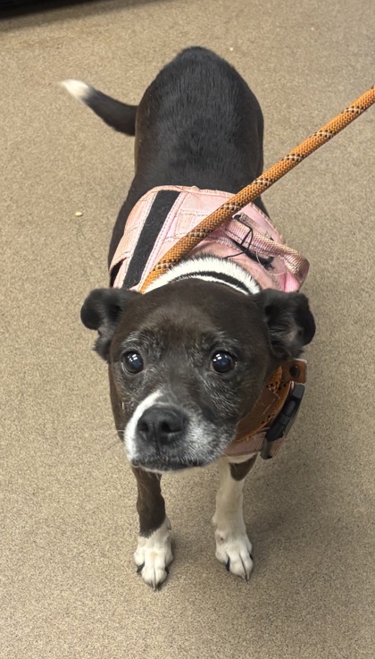 Shelter Stray Female Dog last seen Near English Oak Dr, 30340, GA, 3280 Chamblee Dunwoody Rd, Chamblee, GA 30341, USA