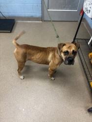 Shelter Stray Female Dog last seen Near Wellington Circle Lithonia, 30058, 30058, GA, 3280 Chamblee Dunwoody Rd, Chamblee, GA 30341, USA