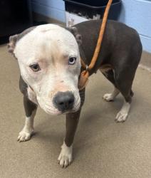 Shelter Stray Female Dog last seen Near Fairington RD, 30038, GA, 3280 Chamblee Dunwoody Rd, Chamblee, GA 30341, USA