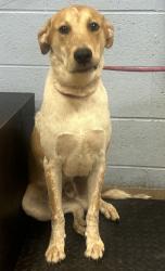 Shelter Stray Male Dog last seen , , GA, 3280 Chamblee Dunwoody Rd, Chamblee, GA 30341, USA