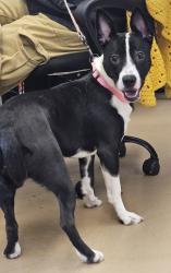 Shelter Stray Female Dog last seen Near Orchard Park Dr, Stone Mountain, GA 30083, 30083, GA, 3280 Chamblee Dunwoody Rd, Chamblee, GA 30341, USA
