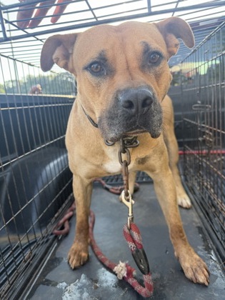 Shelter Stray Male Dog last seen Near Tarragon Dr, 30034, GA, 3280 Chamblee Dunwoody Rd, Chamblee, GA 30341, USA