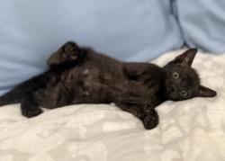 Shelter Stray Male Cat last seen Near Bexley Dr, 30083, GA, 3280 Chamblee Dunwoody Rd, Chamblee, GA 30341, USA