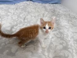 Shelter Stray Male Cat last seen Chamblee Road, 30338, GA, 3280 Chamblee Dunwoody Rd, Chamblee, GA 30341, USA