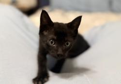 Shelter Stray Male Cat last seen Near Chamblee Dunwoody Rd, 30340, GA, 3280 Chamblee Dunwoody Rd, Chamblee, GA 30341, USA