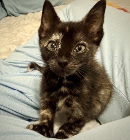 Shelter Stray Female Cat last seen Near Church St, Decatur, GA 30033, 30033, GA, 3280 Chamblee Dunwoody Rd, Chamblee, GA 30341, USA