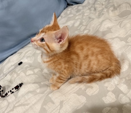 Shelter Stray Male Cat last seen Near Church St, Decatur, GA 30033, 30033, GA, 3280 Chamblee Dunwoody Rd, Chamblee, GA 30341, USA