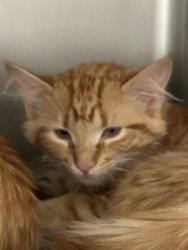 Shelter Stray Female Cat last seen cooper st, Ravalli, MT, 262 Fairgrounds Rd, Hamilton, MT 59840, USA