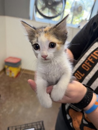 Shelter Stray Female Cat last seen Near Comanche trl, City of Alvarado, TX, 602 S Pkwy Dr, Alvarado, TX 76009, USA
