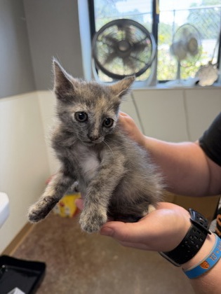 Shelter Stray Female Cat last seen Near Comanche trl, City of Alvarado, TX, 602 S Pkwy Dr, Alvarado, TX 76009, USA