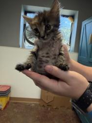 Shelter Stray Female Cat last seen Near Comanche trl, City of Alvarado, TX, 602 S Pkwy Dr, Alvarado, TX 76009, USA