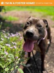 Shelter Stray Male Dog last seen Lawina Rd and Duvall Ave, 21216, MD, 2490 Giles Rd, Baltimore, MD 21225, USA