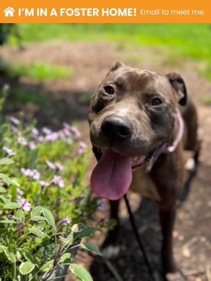 Shelter Stray Male Dog last seen Lawina Rd and Duvall Ave, 21216, MD, 2490 Giles Rd, Baltimore, MD 21225, USA