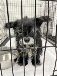 Shelter Stray Female Dog last seen E 33rd St. and Loch Raven Blvd, 21218, MD, 2490 Giles Rd, Baltimore, MD 21225, USA