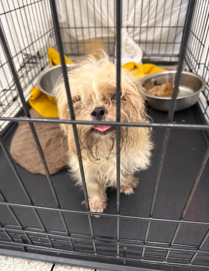 Shelter Stray Female Dog last seen Near W 29th st, 21211, MD, 2490 Giles Rd, Baltimore, MD 21225, USA