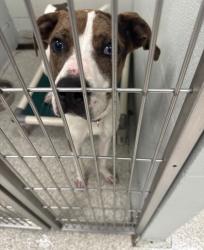 Shelter Stray Male Dog last seen Near BLK Llewelyn Ave, 21213, MD, 2490 Giles Rd, Baltimore, MD 21225, USA