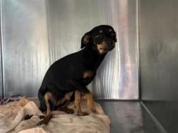 Shelter Stray Female Dog last seen Seminole Rd/ Arapaho Trl, City of Leander, TX, 1855 SE Inner Loop, Georgetown, TX 78626, USA