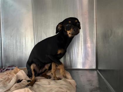 Shelter Stray Female Dog last seen Seminole Rd/ Arapaho Trl, City of Leander, TX, 1855 SE Inner Loop, Georgetown, TX 78626, USA