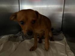 Shelter Stray Male Dog last seen Seminole Rd/ Arapaho Trl, City of Leander, TX, 1855 SE Inner Loop, Georgetown, TX 78626, USA