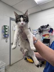 Shelter Stray Female Cat last seen 19-1 Riggs Ave, 21217, MD, 2490 Giles Rd, Baltimore, MD 21225, USA