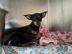 Shelter Stray Female Dog last seen Seminole Rd/ Arapaho Trl, City of Leander, TX, 1855 SE Inner Loop, Georgetown, TX 78626, USA