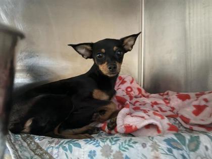 Shelter Stray Female Dog last seen Seminole Rd/ Arapaho Trl, City of Leander, TX, 1855 SE Inner Loop, Georgetown, TX 78626, USA