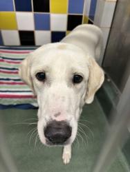 Shelter Stray Female Dog last seen Near Block Round Rock Avenue, City of Round Rock, TX, 1855 SE Inner Loop, Georgetown, TX 78626, USA