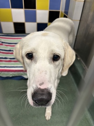 Shelter Stray Female Dog last seen Near Block Round Rock Avenue, City of Round Rock, TX, 1855 SE Inner Loop, Georgetown, TX 78626, USA